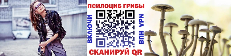 цены наркотик  Новоузенск  Псилоцибиновые грибы Psilocybine cubensis 